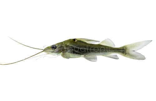 4-Line Pimelodella (four-line pimelodid catfish) - photo courtesy Aquatropic