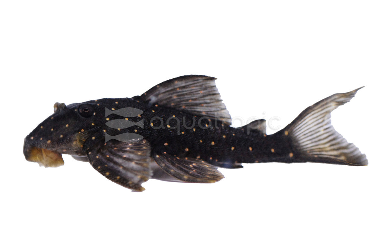 Mustard Pleco L031 (Panagolus albomaculatus) - photo courtesy Aquatropic