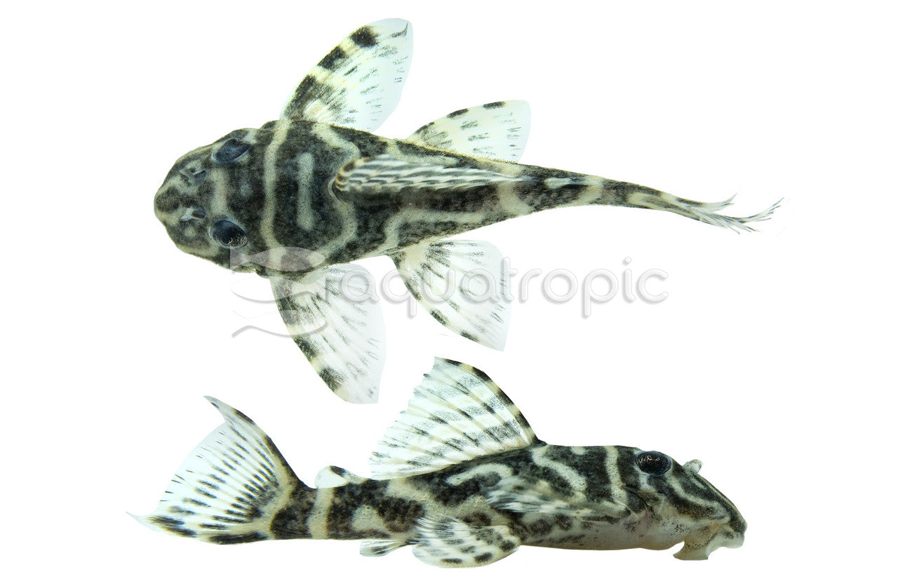 Black & White Zebra Pleco L129 (Hypancistrus debilittera) - photo courtesy Aquatropic