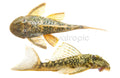 Orange Seam Pleco L106 (Hemiancistrus guahiborum L-106) - photo courtesy Aquatropic