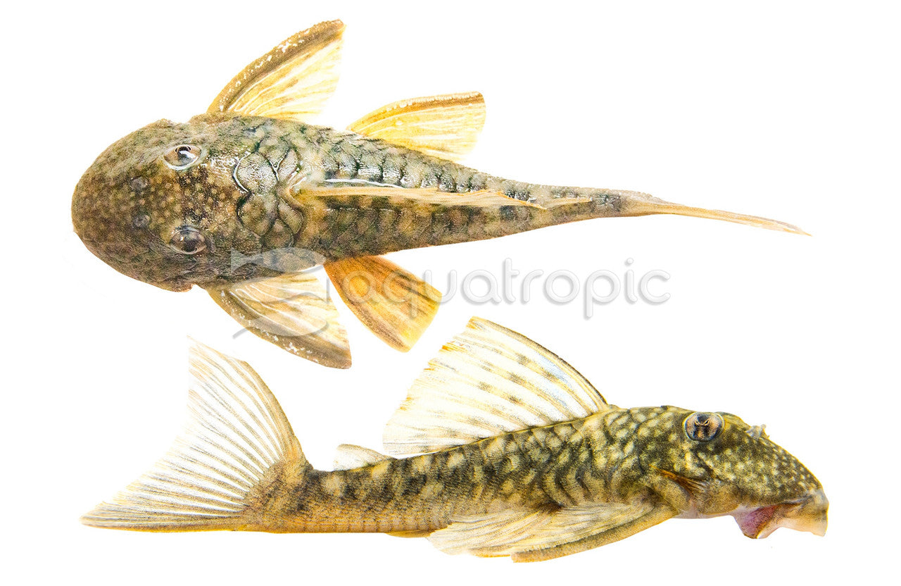 Orange Seam Pleco L106 (Hemiancistrus guahiborum L-106) - photo courtesy Aquatropic