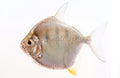 Tiger Stripe Silver Dollar (Metynnis fasciatus) - photo courtesy Aquatropic