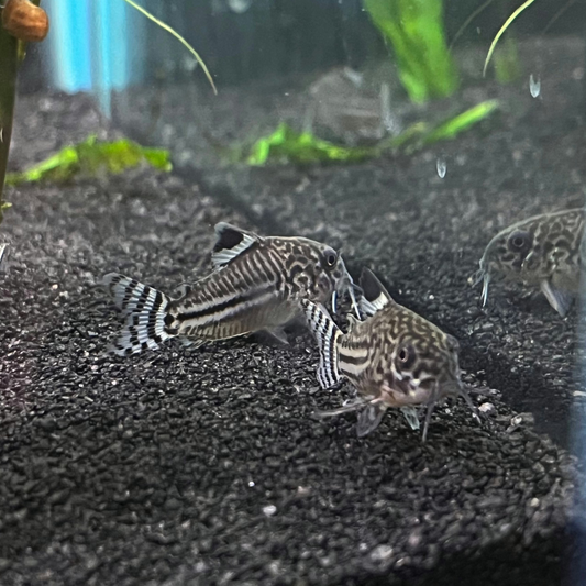 Julii Corydoras Cory Catfish