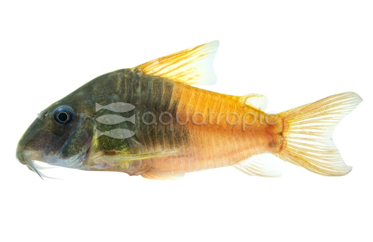 Corydoras CW217 Concolor (Hopliosoma sp. aff. concolor CW217) - photo courtesy Aquatropic