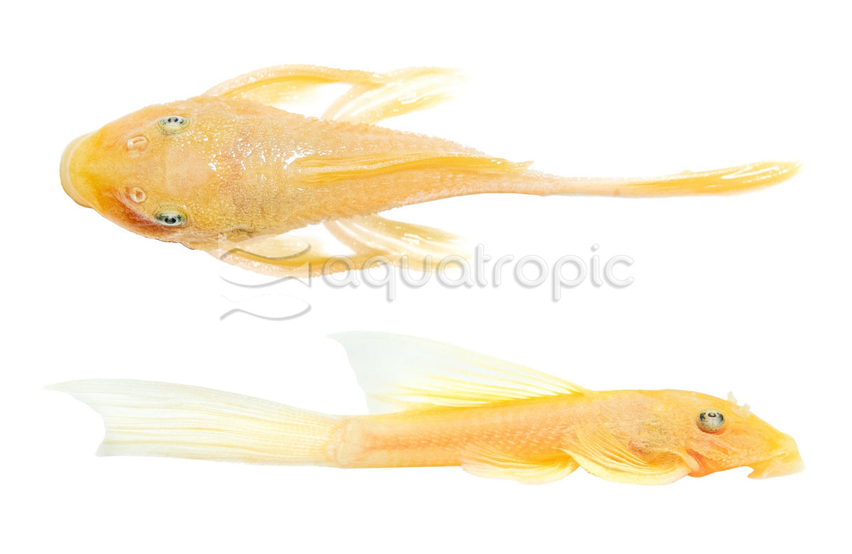 Long-Fin Blue Eye Albino Bushynose Pleco (Ancistrus sp.)