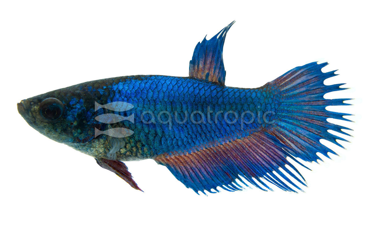 Crowntail Female Betta (Betta splendens)