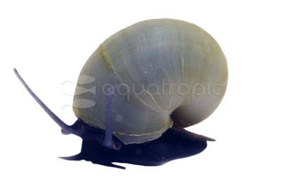 Blue Mystery Snail (Pomacea sp.) - photo courtesy Aquatropic
