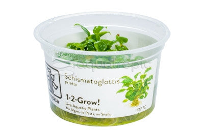 Schismatoglottis Prietoi (Schismatoglottis prietoi) - photo courtesy Aquatropic