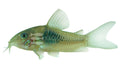 Venezuelan Red Sailfin Cory (Corydoras sp aff aeneus) - photo courtesy Aquatropic