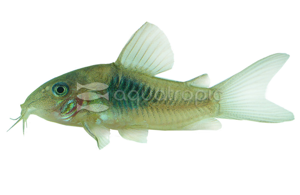 Venezuelan Red Sailfin Cory