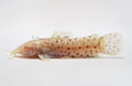 Albino Hoplo Catfish (Megalechis thoracata) - photo courtesy Aquatropic