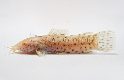 Albino Hoplo Catfish (Megalechis thoracata) - photo courtesy Aquatropic