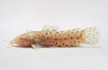 Albino Hoplo Catfish