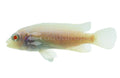 Snow White Socolofi (Pseudotropheus socolofi)