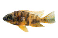 O.B. Marmalade Cichlid