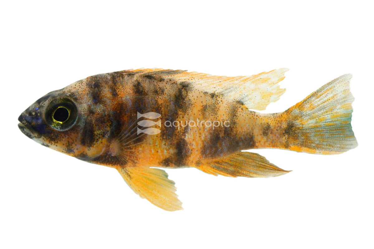 O.B. Marmalade Cichlid