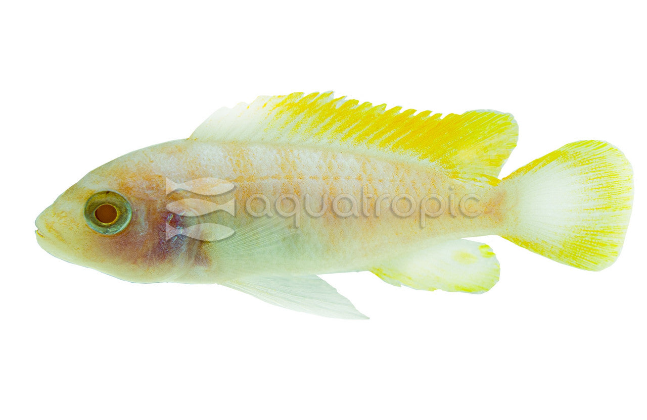 Albino Zebra Cichlid (Maylandia zebra) - photo courtesy Aquatropic