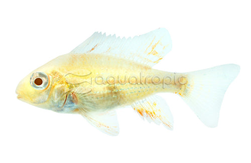 Albino Geophagus Heckelii (Acarichthys heckelii) - photo courtesy Aquatropic