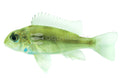 Red Head Geophagus Tapajo (Geophagus sp.) - photo courtesy Aquatropic