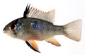 Dark Knight Black Ram (Mikrogeophagus ramirezi) - photo courtesy Aquatropic