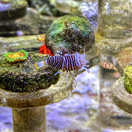 Bumblebee Shrimp