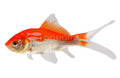 Red & White Comet Goldfish (Carassius auratus)