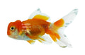 Red & White Oranda Goldfish (Carassius auratus)