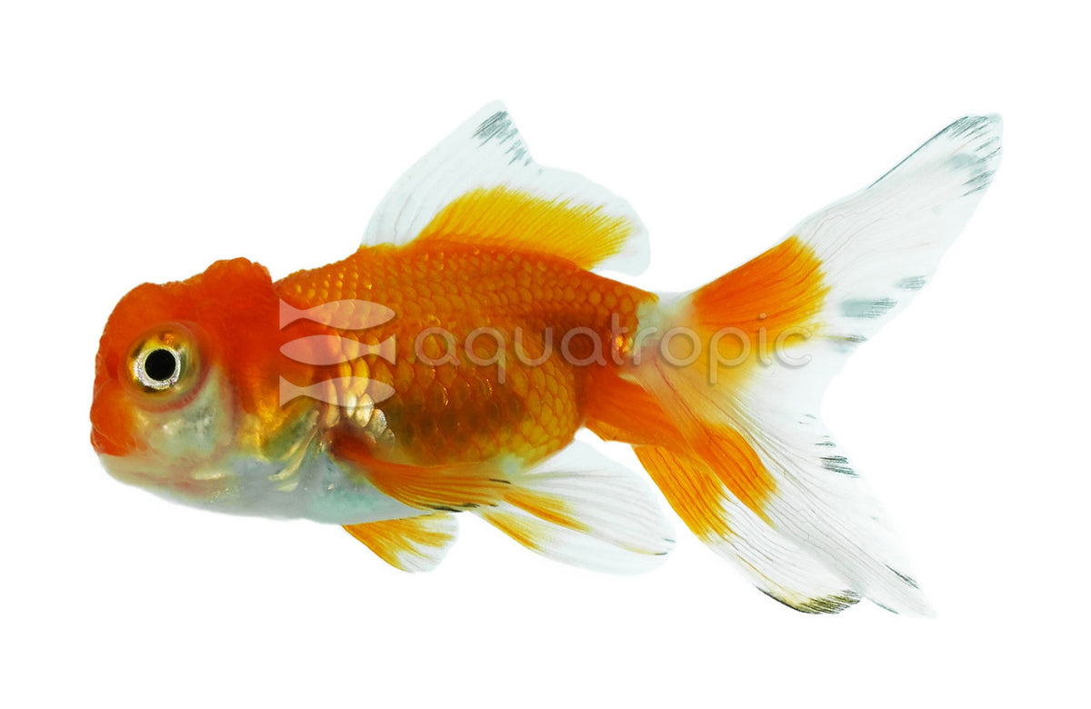 Red & White Oranda Goldfish (Carassius auratus)