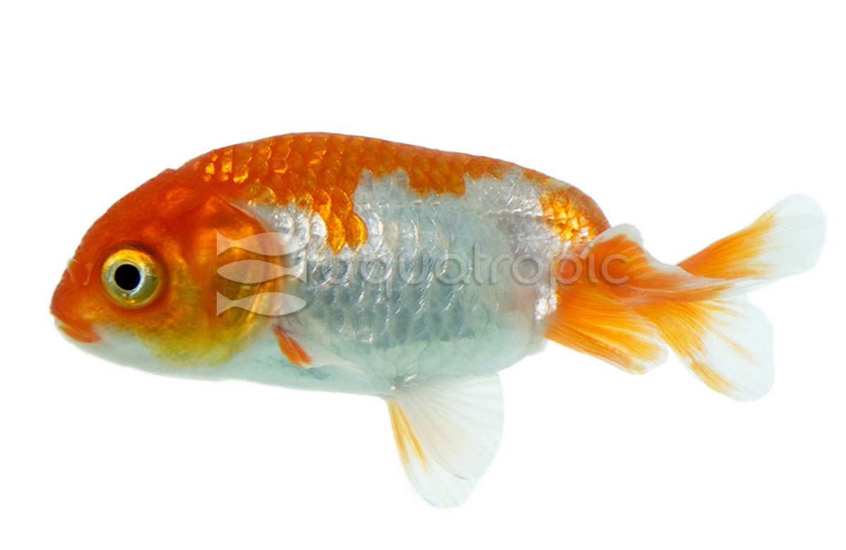 Red & White Ranchu Lionhead Goldfish (Carassius auratus)