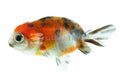 Calico Ranchu Lionhead Goldfish (Carassius auratus)