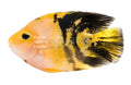 Yellow Tiger Parrot (Amphilophus citrinellus) - photo courtesy Aquatropic
