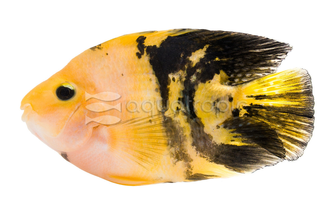 Yellow Tiger Parrot (Amphilophus citrinellus) - photo courtesy Aquatropic