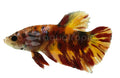 Koi Betta (Betta splendens) (Tricolor Roundtail)
