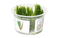 Taxiphyllum 'Spiky Moss' Tissue Culture (Taxiphyllum sp.) - photo courtesy Aquatropic