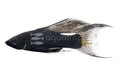 Black Lyretail Molly