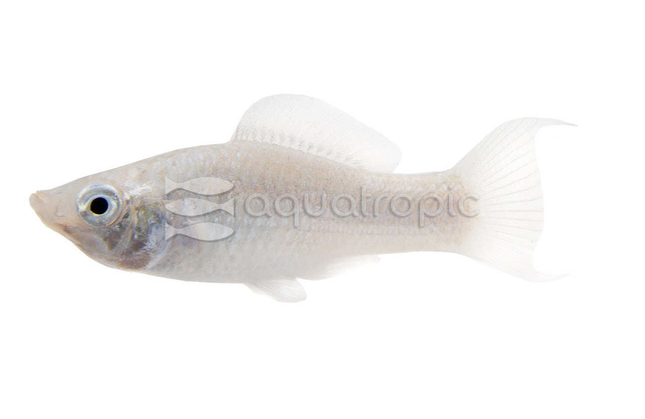 Black Eyed Platinum Lyretail Molly (Poecilia sphenops) - photo courtesy Aquatropic