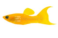 Gold Lyretail Molly (Poecilia sphenops) - photo courtesy Aquatropic