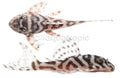 False Zebra Pleco (Hypancistrus seideli var L173B) - photo courtesy Aquatropic