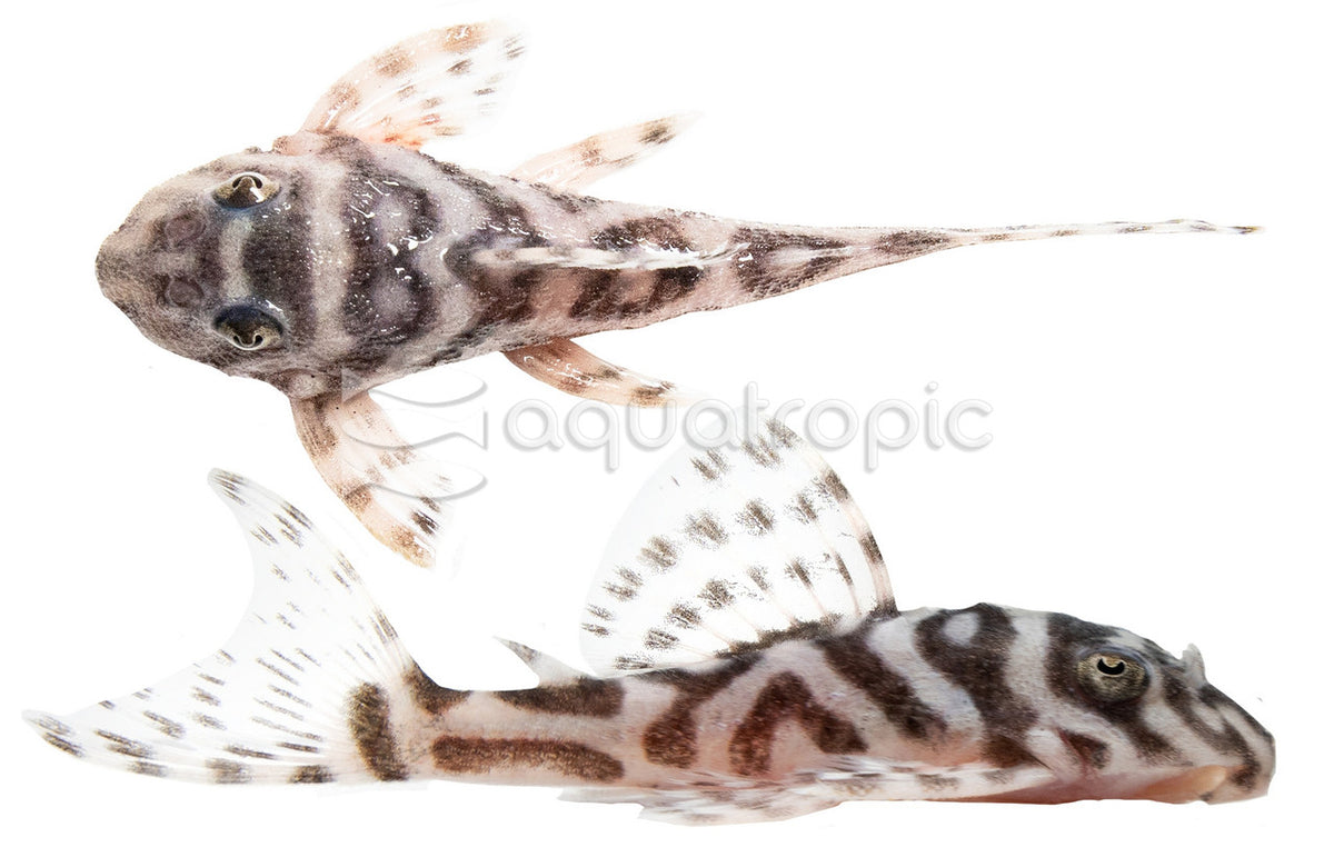 False Zebra Pleco
