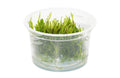 Weeping Moss (Vesicularia ferriei) - photo courtesy Aquatropic
