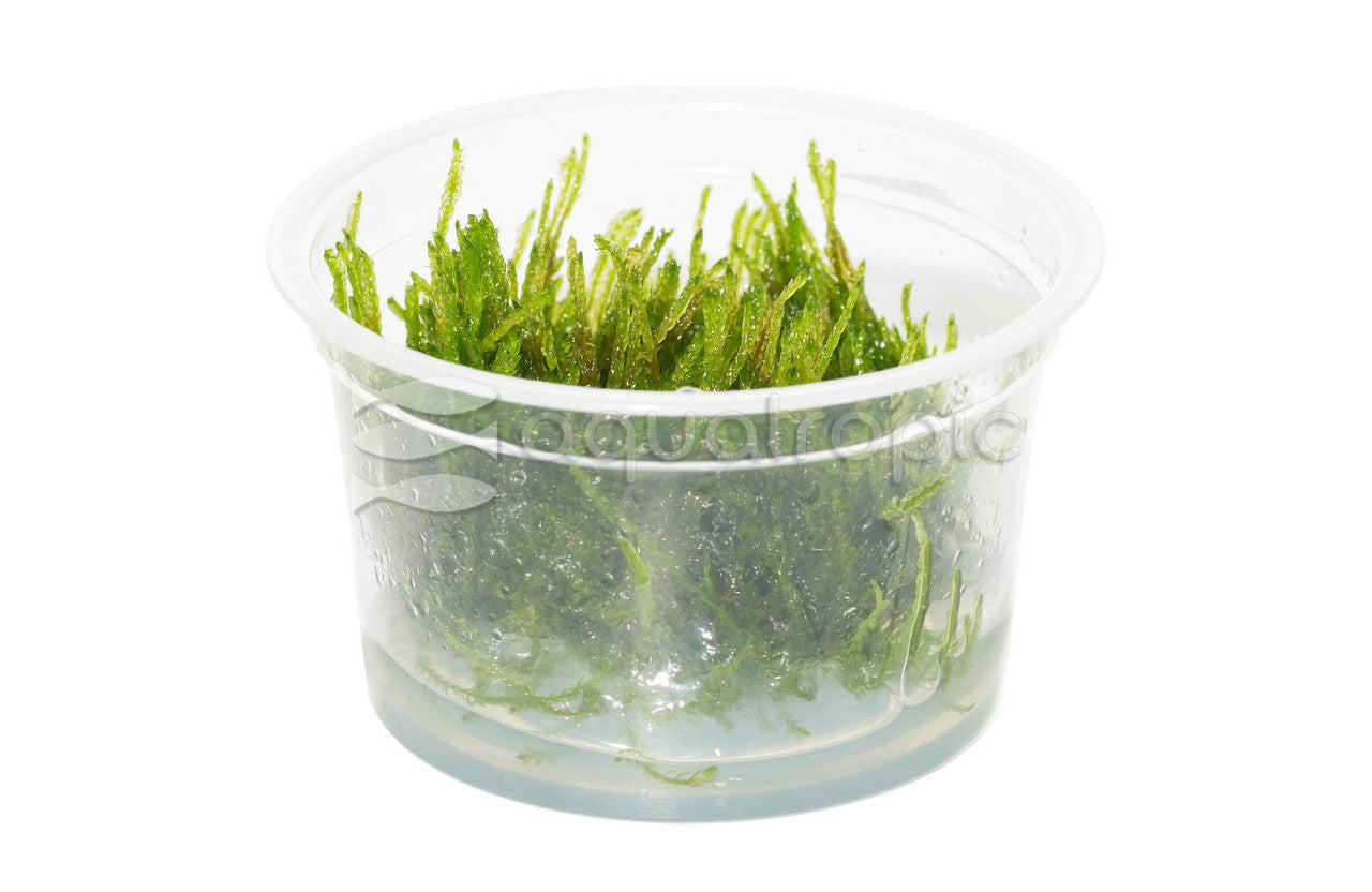Weeping Moss (Vesicularia ferriei) - photo courtesy Aquatropic