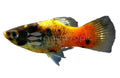 Imported Bumble Bee Platy (Xiphophorus maculatus) - photo courtesy Aquatropic