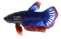 Roundtail Fighting Betta (Betta splendens)
