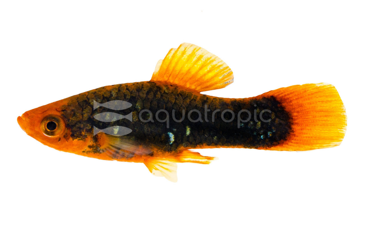 Imported Neon Redtail Black Platy (Xiphophorus variatus) - photo courtesy Aquatropic