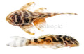 Gold Tiger Pleco (Hypancistrus sp. L333, gold form) - photo courtesy Aquatropic