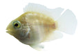 Platinum Parrot (Amphilophus citrinellus) - photo courtesy Aquatropic