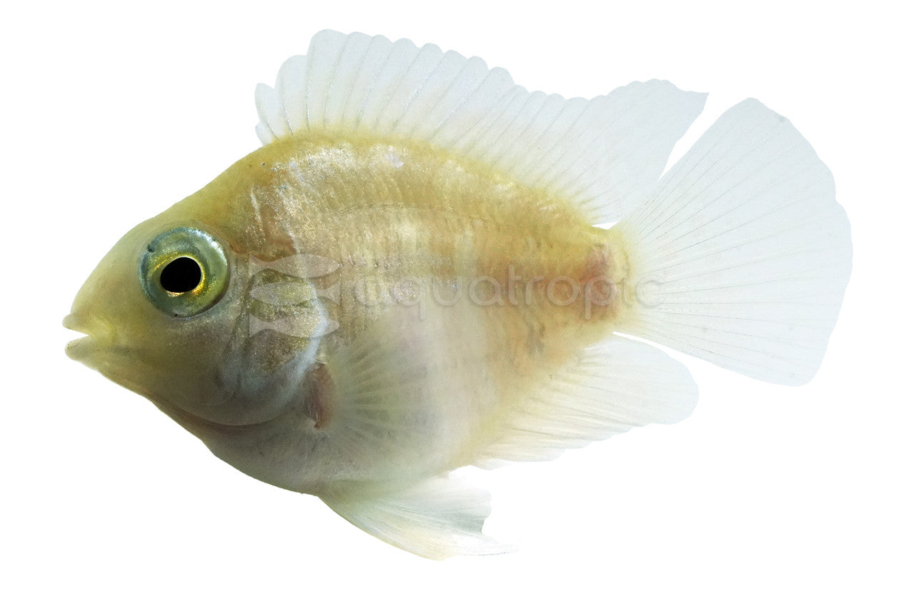 Platinum Parrot (Amphilophus citrinellus) - photo courtesy Aquatropic
