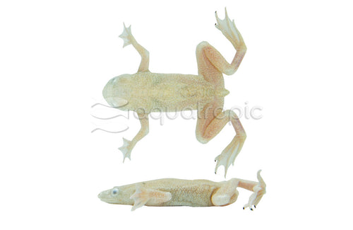 Albino African Dwarf Frog (Hymenochiros boettgeri) - photo courtesy Aquatropic