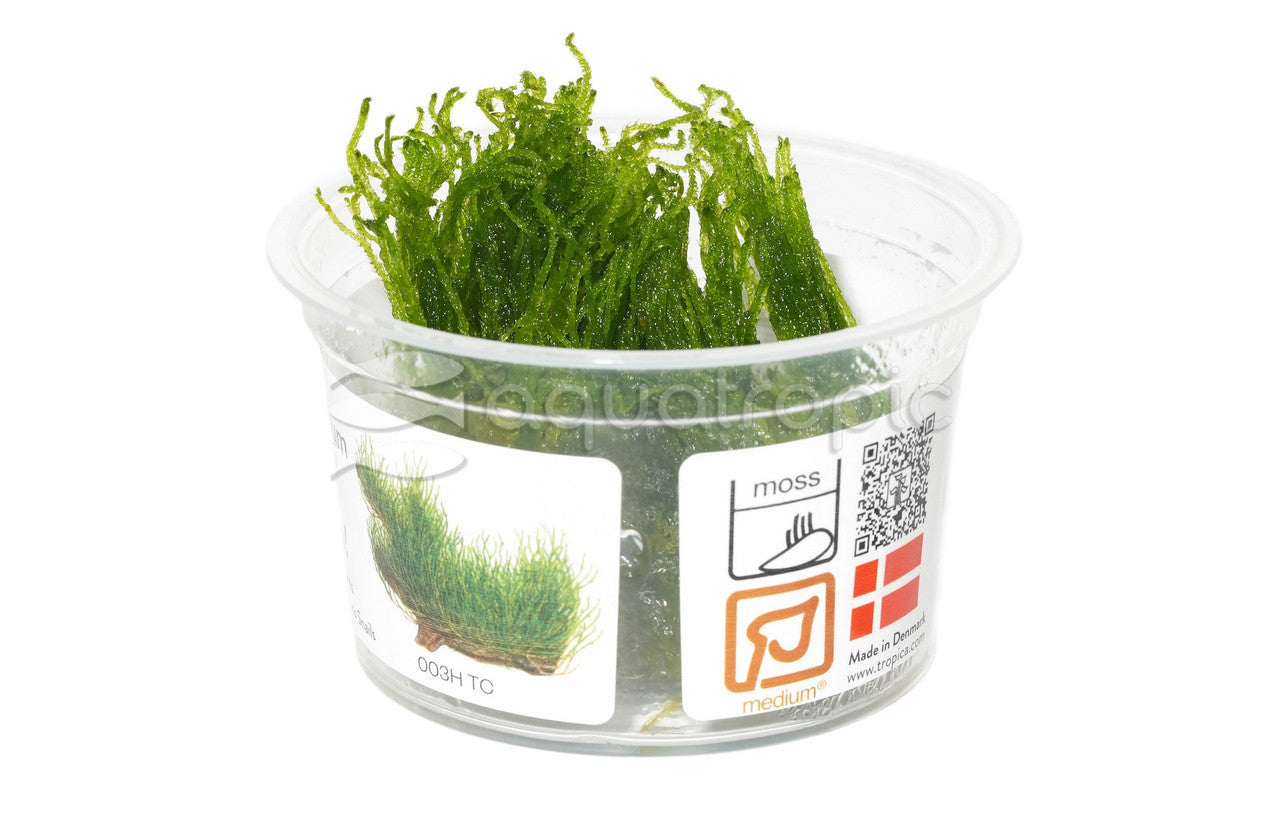 Taxiphyllum sp. 'Flame Moss' Tissue Culture (Taxiphyllum sp.) - photo courtesy Aquatropic