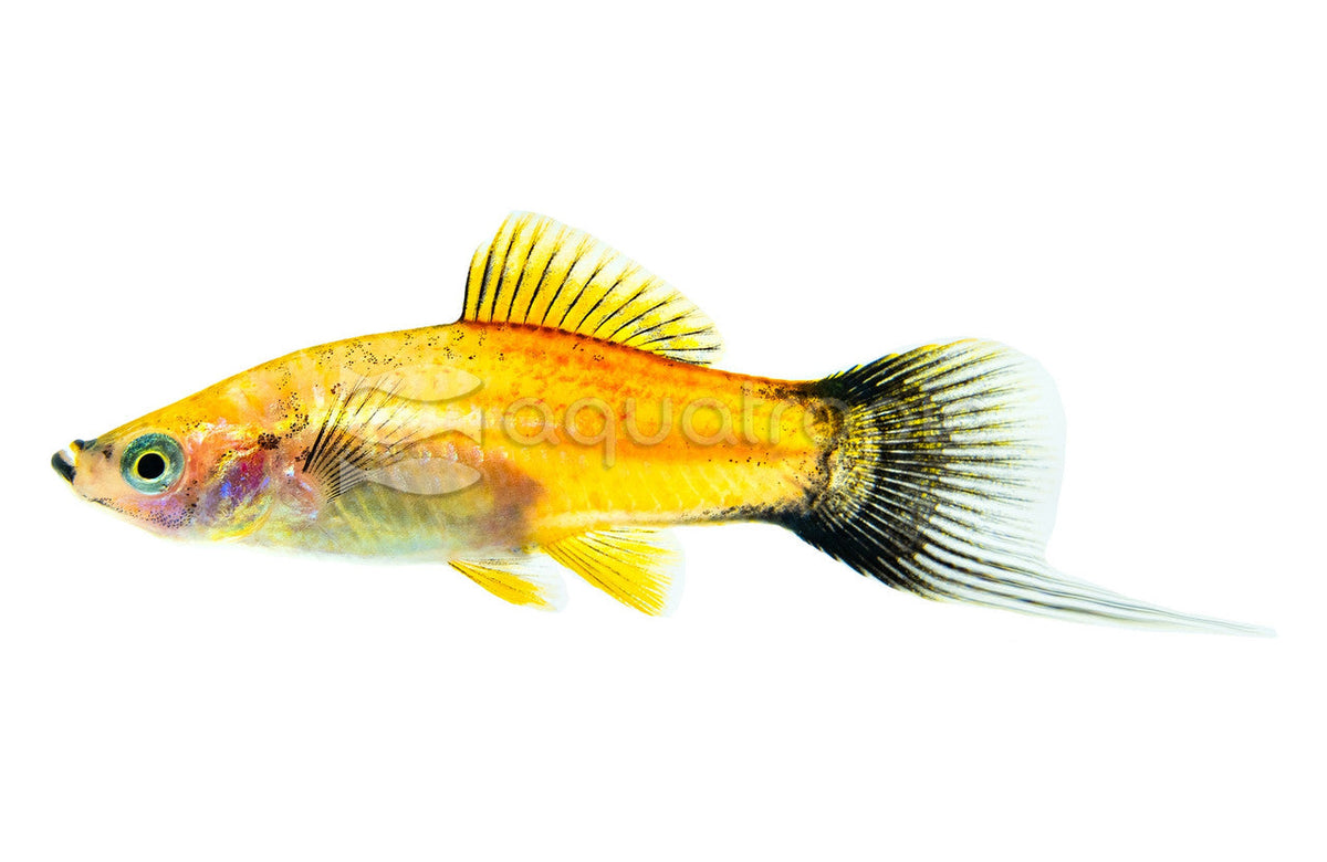 Pineapple Wag Swordtail